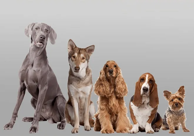 Vous voulez adopter ? Quel chien choisir ? Notre guide est là pour vous !